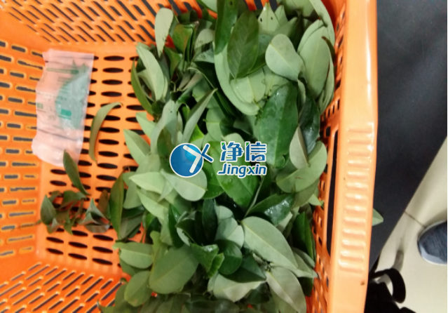 全自動(dòng)樣品研磨儀研磨降香黃檀樹(shù)葉、樹(shù)枝—上海凈信