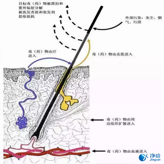 毛發(fā)毒品檢測儀來檢測毛發(fā)的步驟詳解-優(yōu)勢是什么？